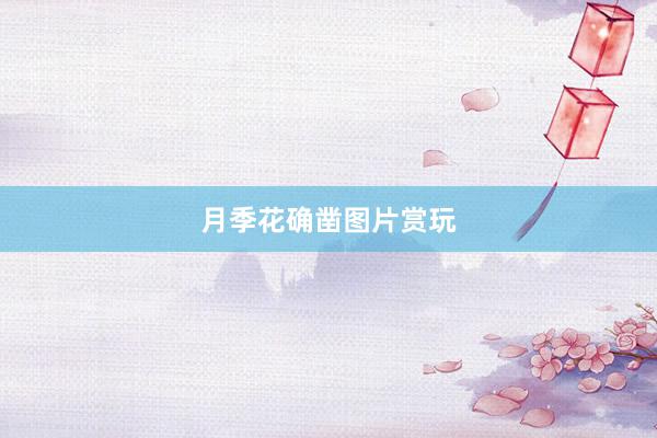 月季花确凿图片赏玩